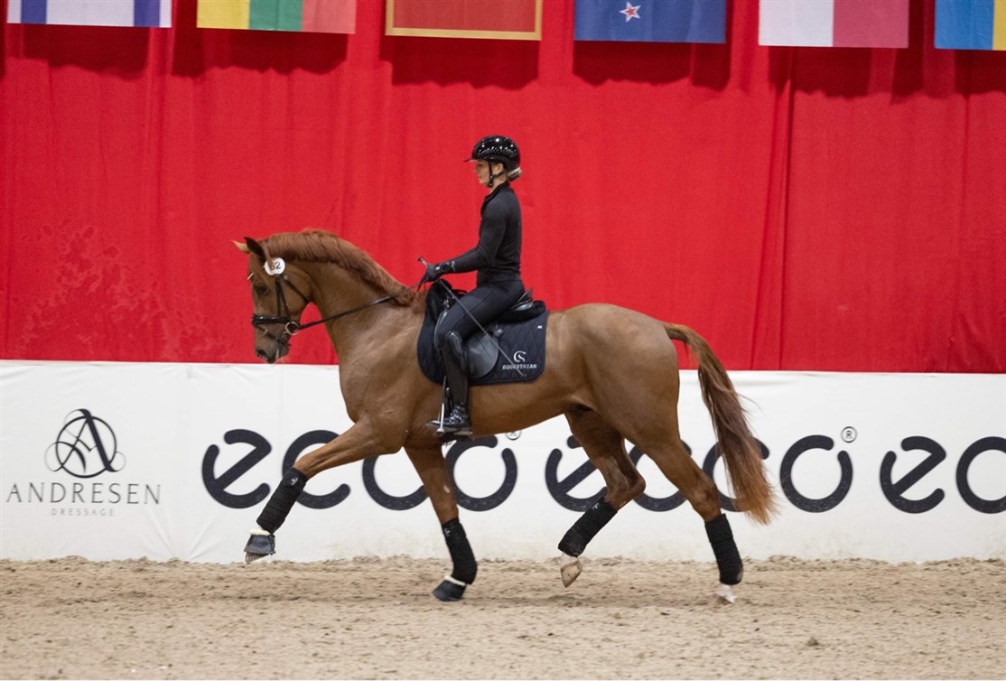 <center><small><b>Udtaget til hingstekåring ved Dansk Varmblods Forbesigtigelse 2023
Præmiehingst i Swedish Warmblood 2024</small></b>
<i><small><small><small>Scarabus VH</i></center></small></small></small>