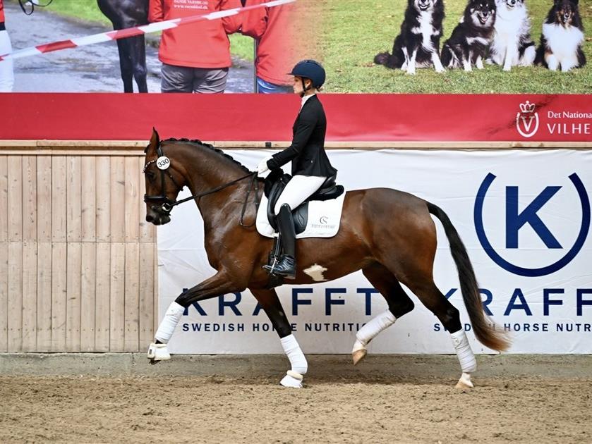 TRÆNING OG FREMSTILLINGER AF UNGHOPPER OG VALLAKKER